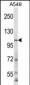 GRIN3B Antibody (C-term)